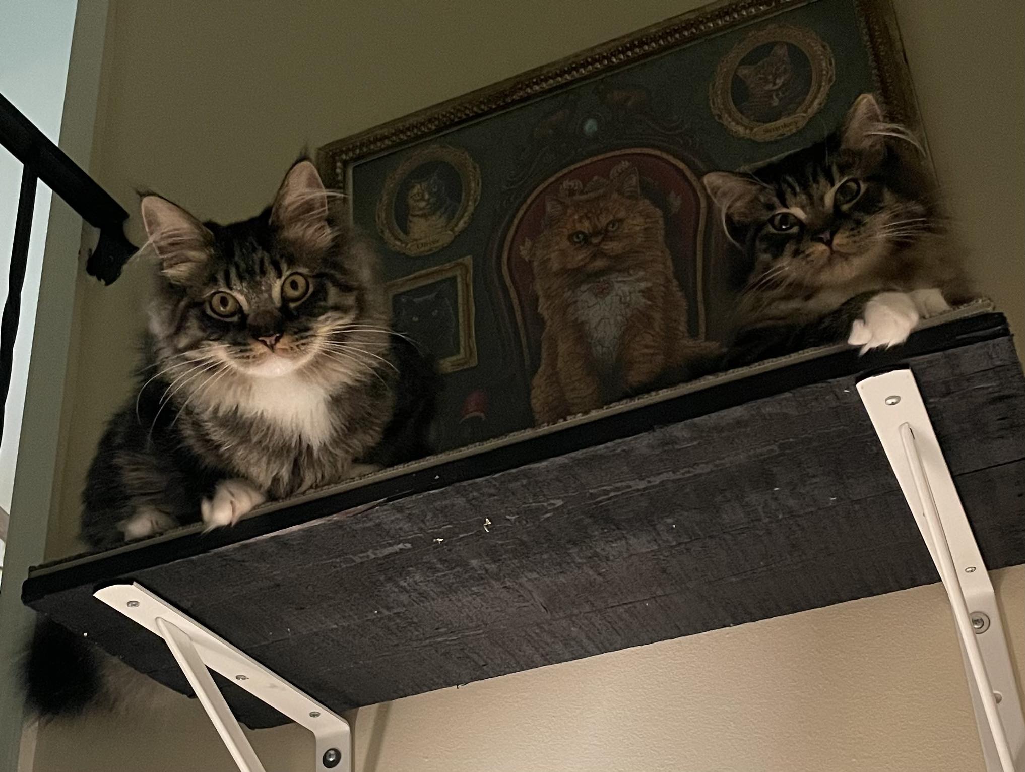 Gary's two fluffy cats - the unofficial mascots of Front Runners